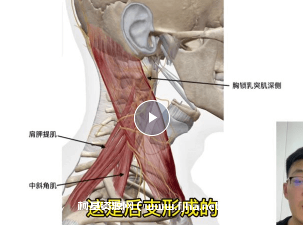 博西斯顿周围神经卡压引发的疼痛改善课程